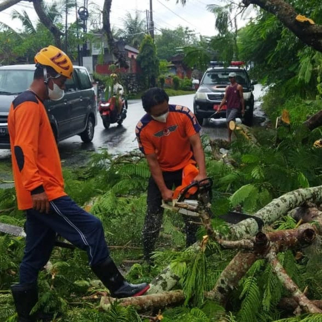 Pohon Tumbang di Jalan Raya Pecatu, Banjar Labuan Sait, Desa Pecatu, Kecamatan Kuta Selatan Tanggal 04 Pebruari 2022